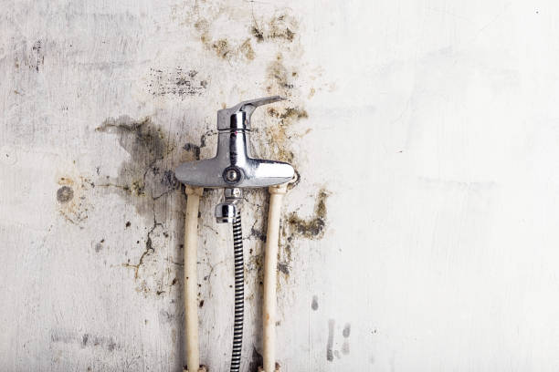 Best Mold Removal and Inspection  in Columbia, SC