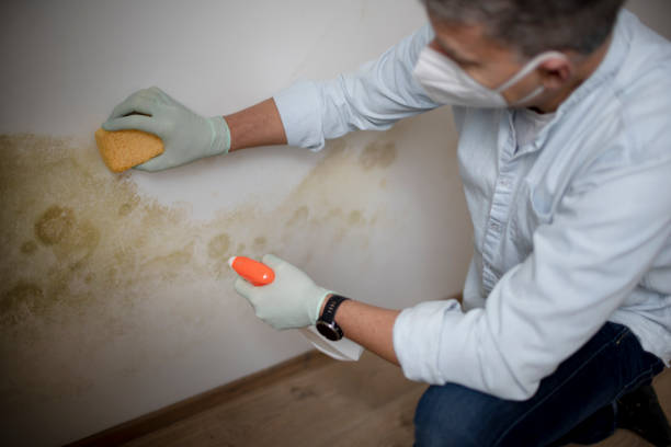 Best Attic Mold Removal  in Columbia, SC