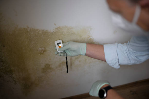 Best Toxic Mold Removal  in Columbia, SC