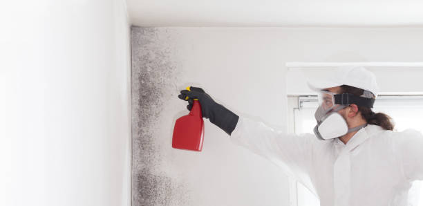Mold Removal and Inspection in Columbia, SC