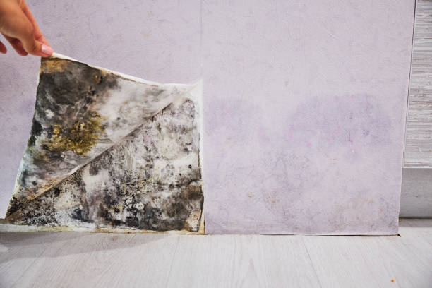 Best Certified Mold Removal  in Columbia, SC